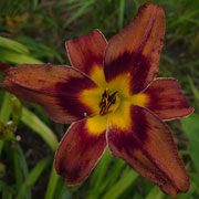 Heavenly Sea Star Daylily